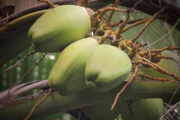 A bunch of young green colored tender coconuts live from coconut tree